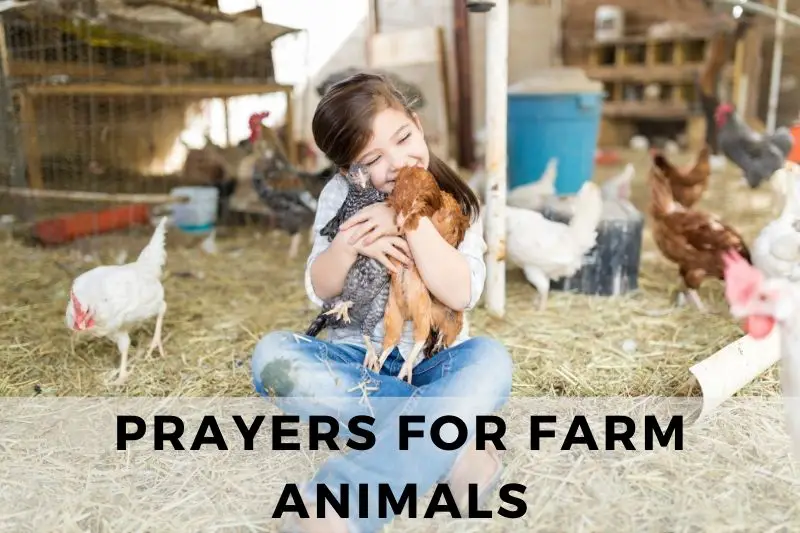 Prayer for Farm Animals