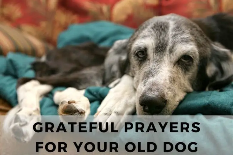 Prayer for Old Dog