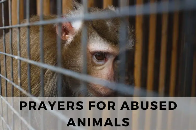 15 Protective Prayers for Abused Animals