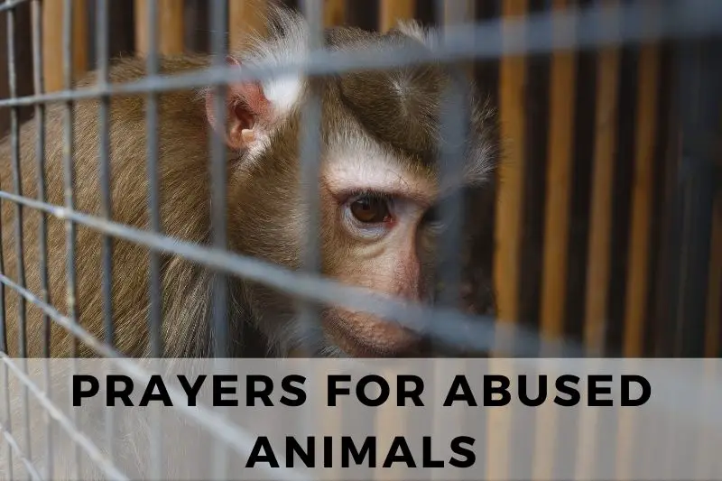 15 Protective Prayers for Abused Animals - Strength in Prayer