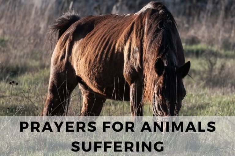 Prayer for Animals Suffering