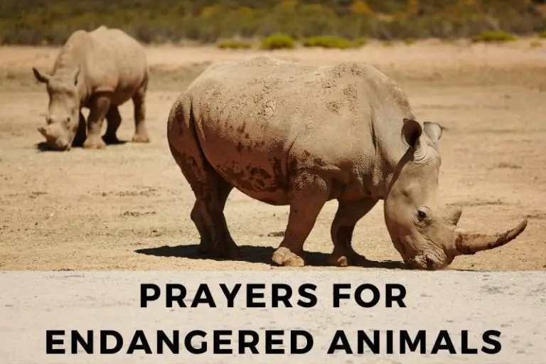 15 Protective Prayers for Endangered Animals