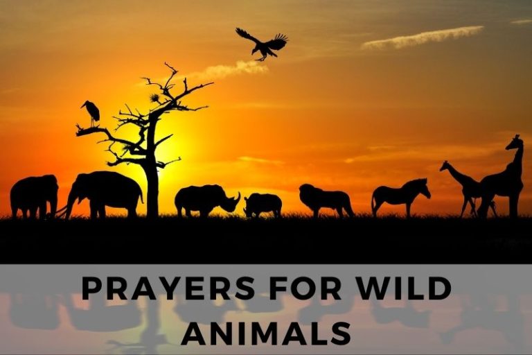15 Fervent Prayers for Wild Animals