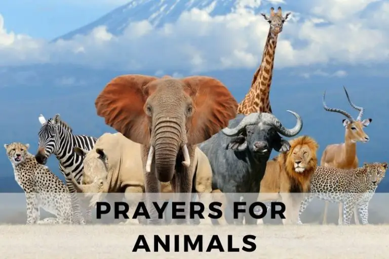 25 Compassionate Prayers for Animals