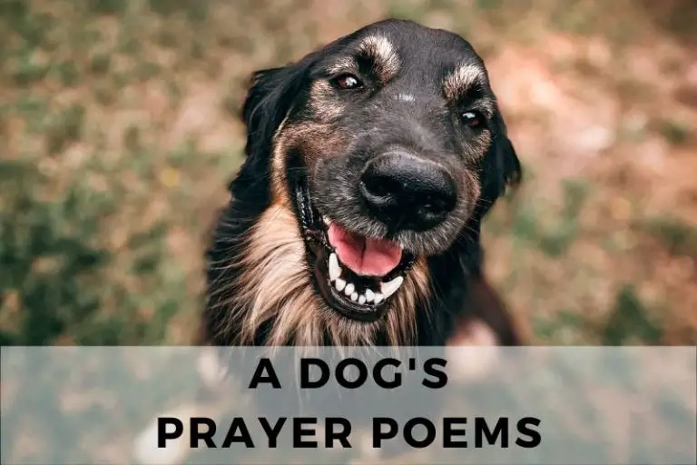 A Dog's Prayer Poem